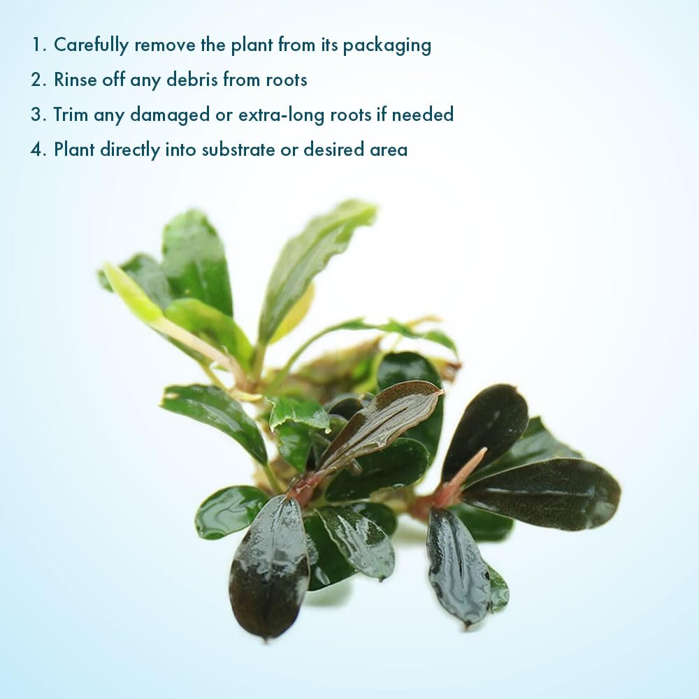 Amazon.com: SubstrateSource Bucephalandra Black Pearl Live